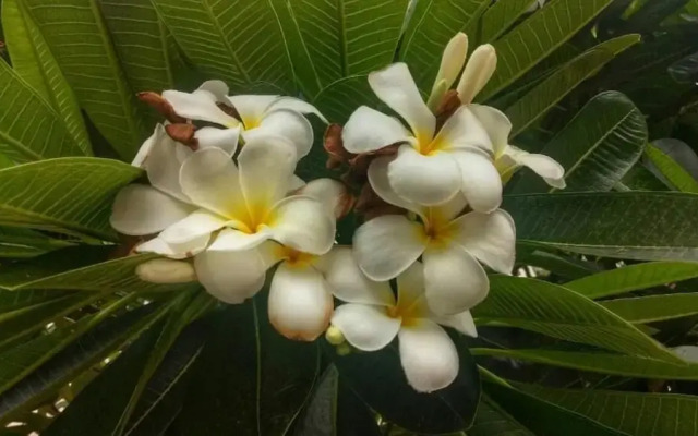 The Bliss Loei Living