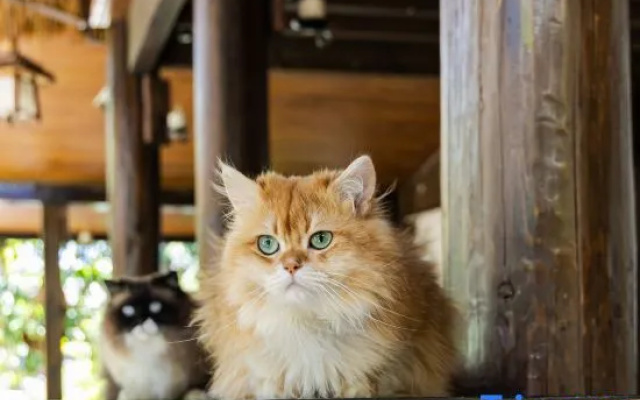 ‌The Secret Garden of Cats & Wolf's Den | Barista Courtyard Cafe & Inn (Wuyi Street) – People – Lijiang