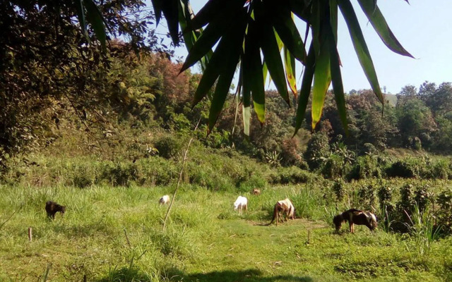 Phu Chaisai Chiang Rai Mountain Resort