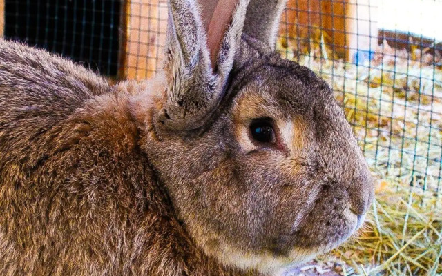 Ritterhof Apartments