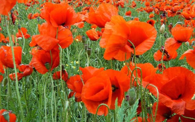 Ferienhaus Warthe USE 1771