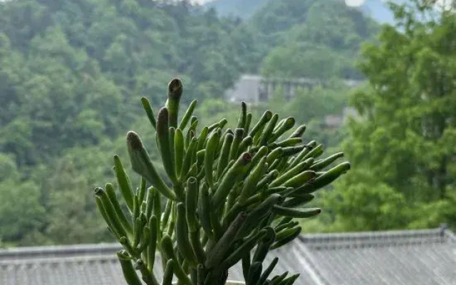 Wudang Mountain Banshan Homestay