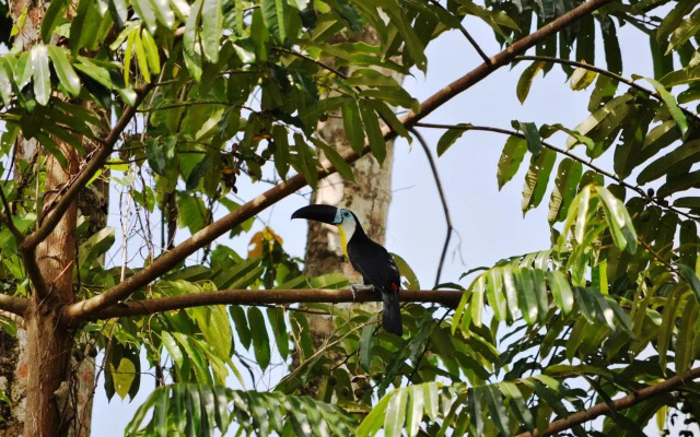 The Leatherback Lodge
