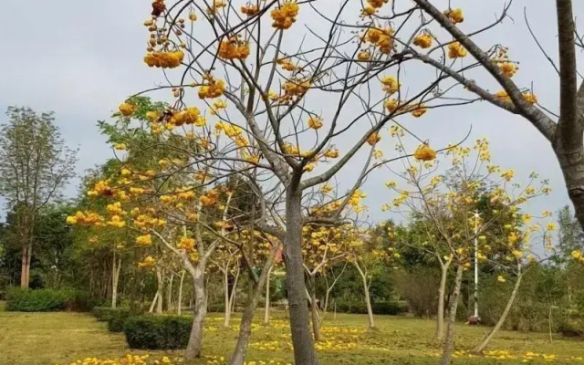 Suan Phueng Pa Wai Resort