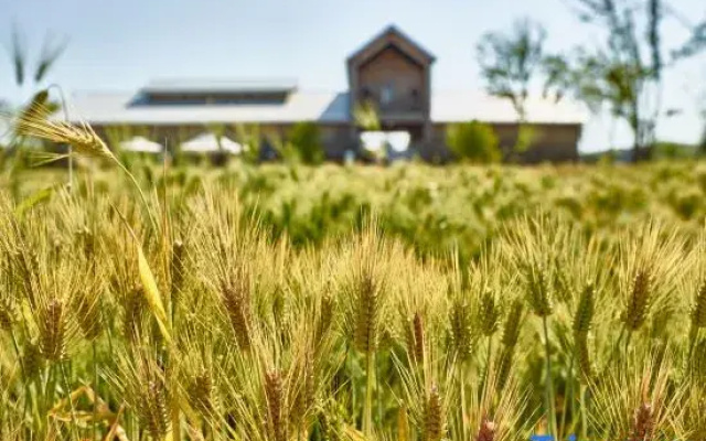 Sangha Farm Farmer’s Village Hotel