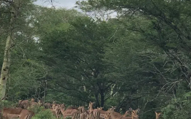 Msunduze River Lodge