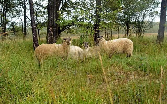 B&B 't Wijnjeterper Schar