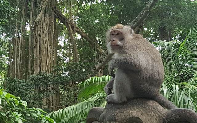 Buda Cottage Ubud