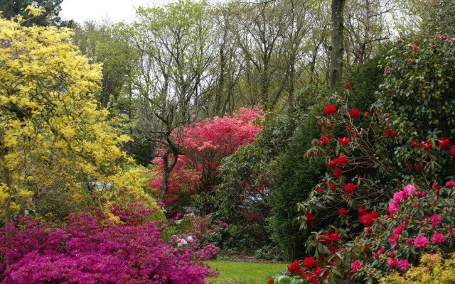 La Canopée des Pins