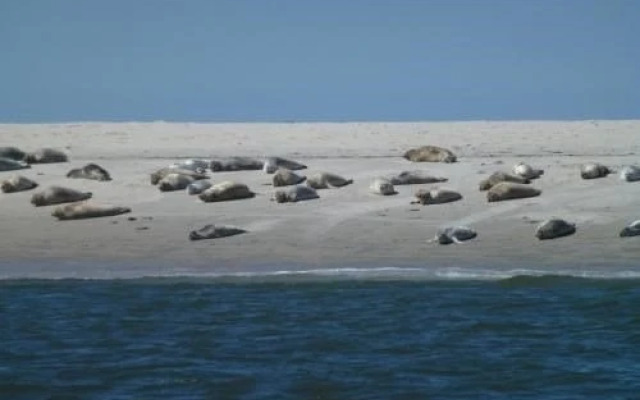 Haus Am Leuchtturm ,,Austernfischer Haus "
