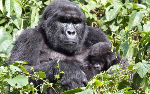 Silverback Lodge