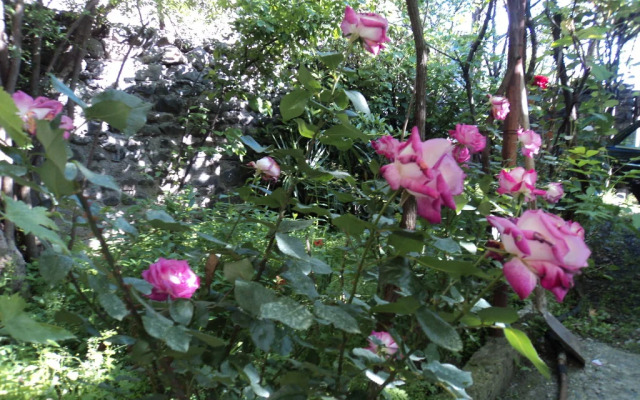Violet guest house