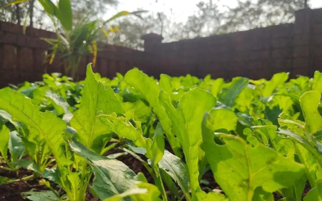 Surve Natures Resort