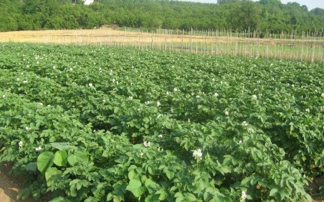 Agriturismo La Tilia