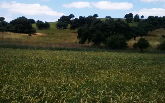 Monte Aguentinha do Campo