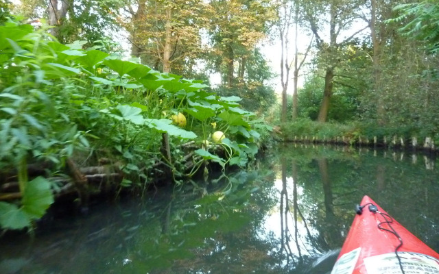 Spreewald - Pension Spreeaue