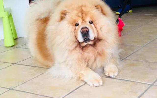 Res. Michelangelo Resort 252S