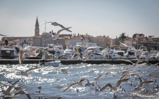 K5 Plus Studio Standard Twin, Budva Center No.32-b