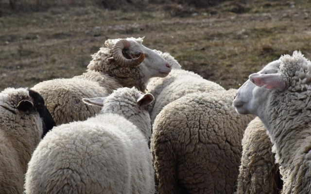 Pilikán Apartments - Park - Vineyard & Sheep farm