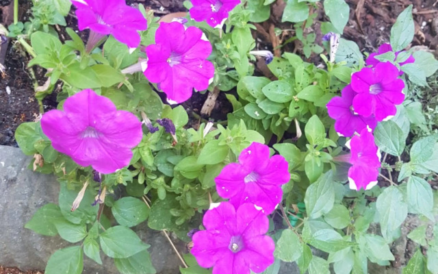 Residenza I Marchesi