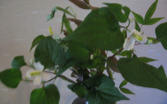 Ryokan Ohto
