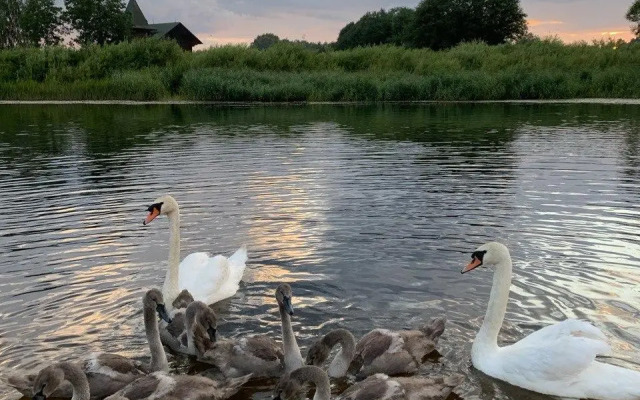 Усадьба Павлихино