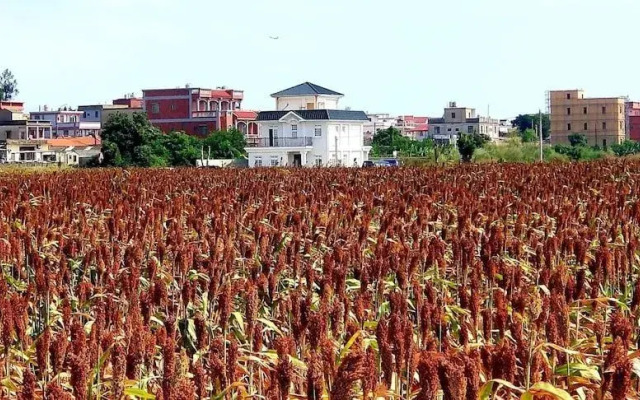 Sea & Wind Rose Villa