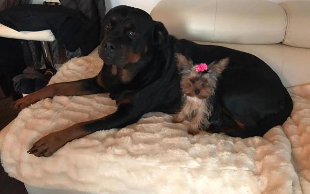 Amorino Apartman Studio