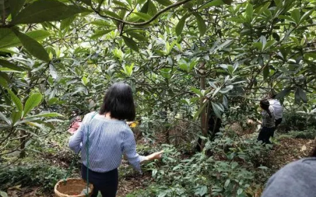 Suzhou Xishan Chengyuan Homestay