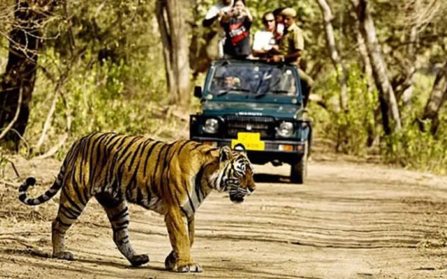 The Tiger Groove Resort
