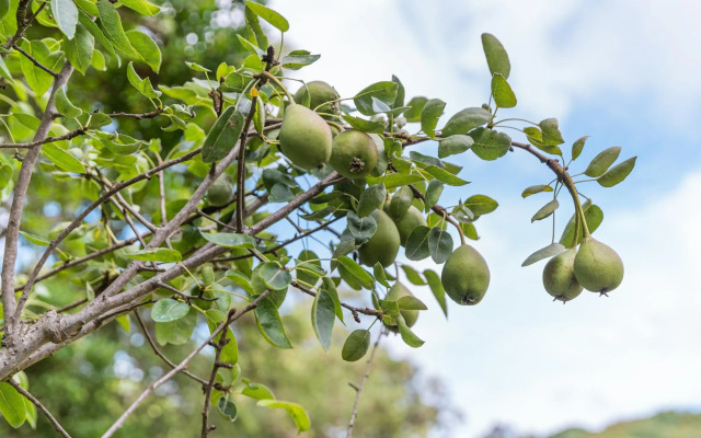 Quinta biológica, com vista, na Serra de Sintra