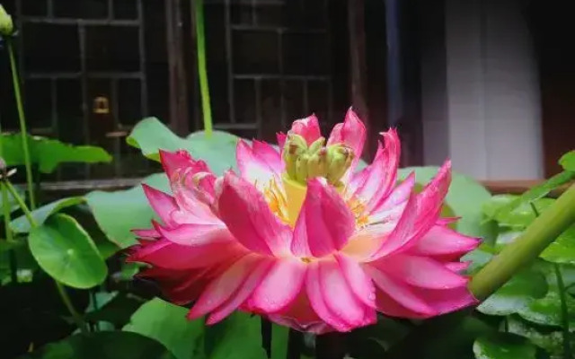 Yizai Qingyun Chinese-style Courtyard