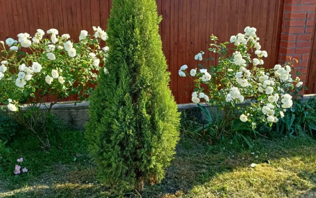 On the Collective 11