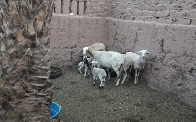 Riad Tagmadart Ferme D'hôte