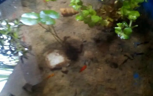 Kaween Homestay