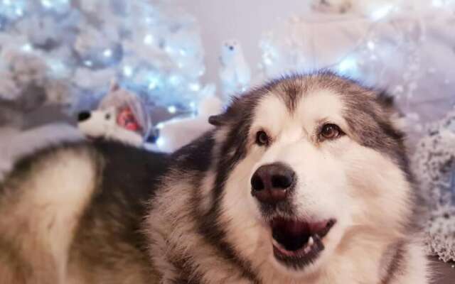 Hotel Haut Koenigsbourg - Table d'Hotes