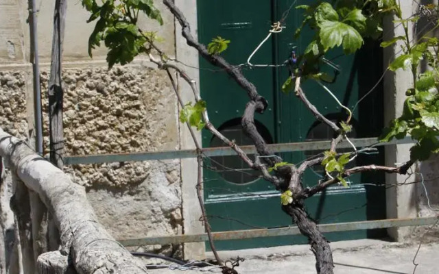 La Vigna di Gigi