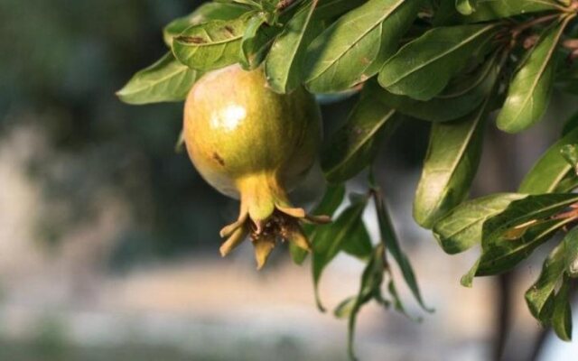 Il Giardino delle Margherite