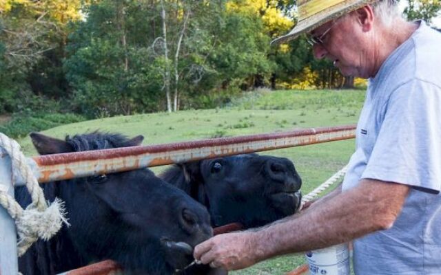 Jacaranda Creek Farmstay and Bed and Breakfast