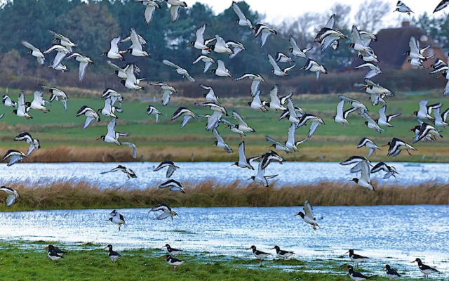 Doppelhaus in Oldsum auf Foehr