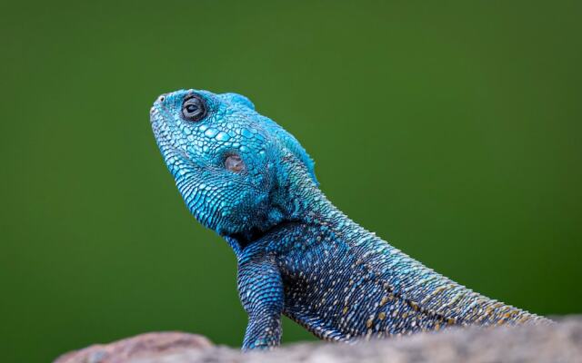 Valley Lodge - Babanango Game Reserve