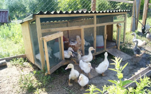 Ekoferma Mezhdumorye
