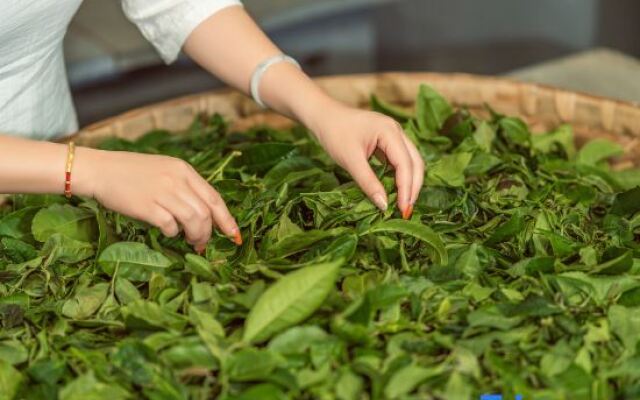 Pu'er Tea Garden Resort Hotel(Pu'er Tea Expo Garden)
