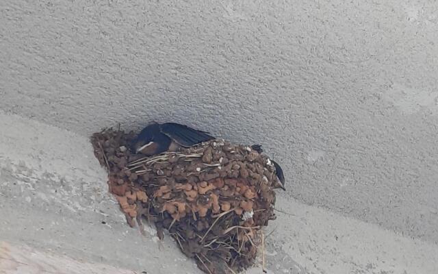 Apartman Brina