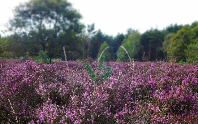 Zonnebos, private garden, fresh air, relax!