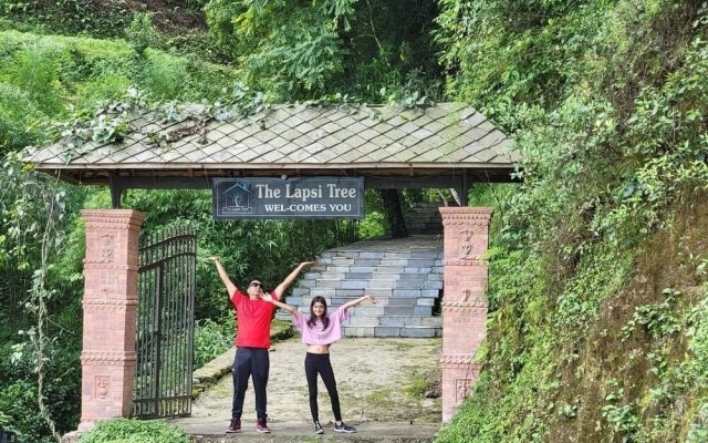 The Lapsi Tree