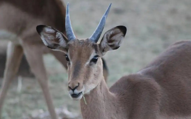 Manong Game Lodge
