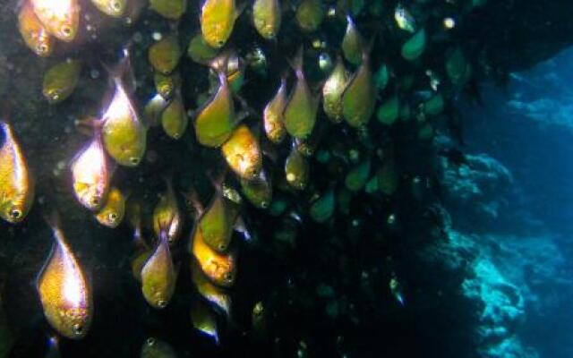 Deep Blue Divers Hostel Dahab