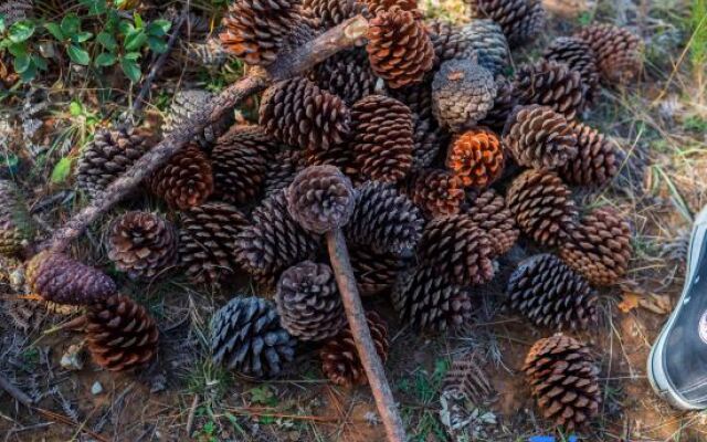 Tianye Panshan Holiday Guesthouse