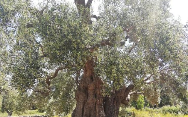 Masseria Semerano appartamento 2